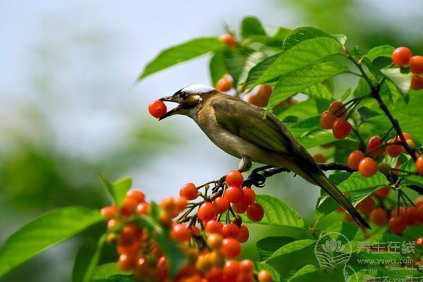 小小的一粒,勝過3味藥,五月正當(dāng)吃,堅決不能錯過 小小的一粒,勝過3味藥,五月正當(dāng)吃,堅決不能錯過