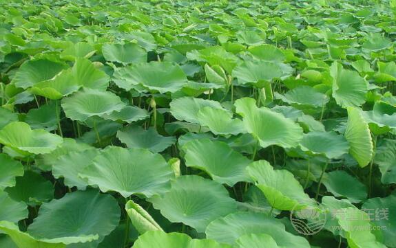 荷葉減肥有用嗎荷葉減肥7大特點