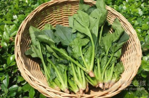 不是所有的蔬菜都對每個人有好處，這4種蔬菜吃的時候要慎