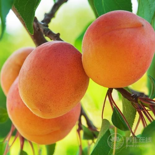 5種水果是天然的“護發幫手”,常吃能給頭發補一補 5種水果是天然的“護發幫手”,常吃能給頭發補一補