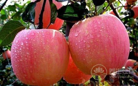 全世界人都愛它  一天吃幾個蘋果最好