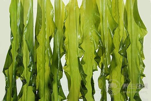 如何清理血液”垃圾“？這物是血液的清道夫