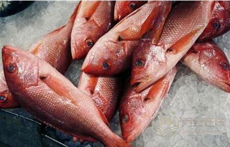 女性吃魚真能減肥嗎？哪些魚類可以減肥？