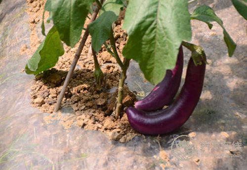 茄子顏值高還好吃,它的這些吃法和作用,你得知道 茄子顏值高還好吃,它的這些吃法和作用,你得知道