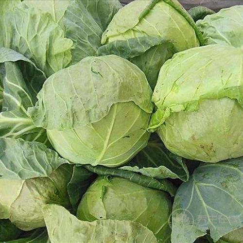 冬季養(yǎng)生法則：這5種食物常吃能養(yǎng)好腎