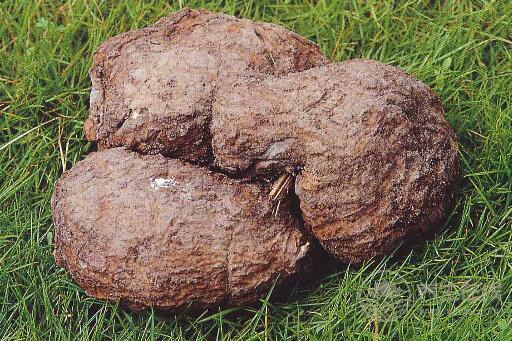 茯苓有減肥的功效嗎茯苓的功效與作用