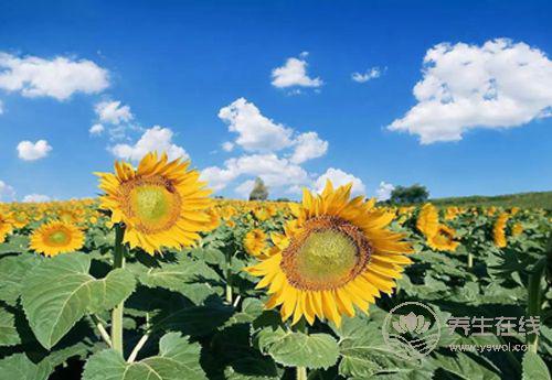 肝好的人常有這些習慣！常吃3種果蔬，肝更好