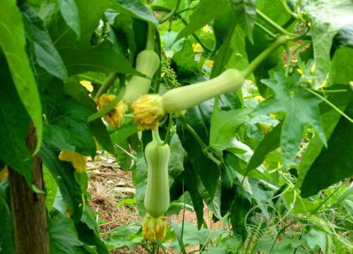 小小絲瓜，竟然有這么多作用