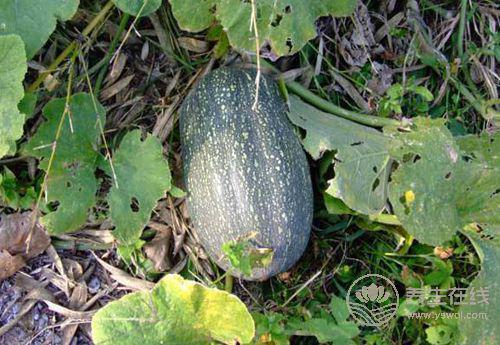 肝好的人常有這些習慣！常吃3種果蔬，肝更好