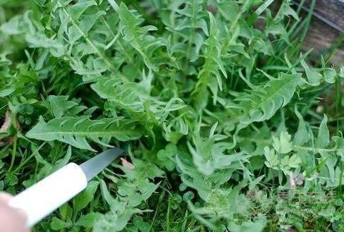 農村這三種野菜，高血壓、酒精肝、動脈硬化的人要多吃！