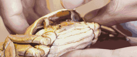 吃蟹是件風雅事，正確的吃蟹方式是這樣的，誤食有害健康哦