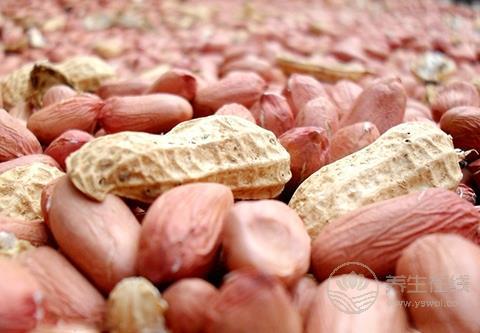 花生不是誰都能吃 這4種人別隨便吃花生！