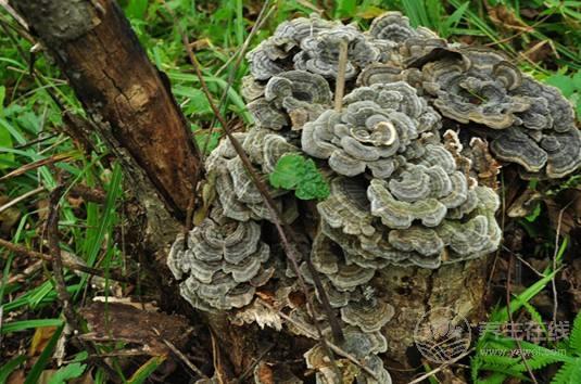 云芝的作用和保健的食用方法 云芝的作用和保健的食用方法