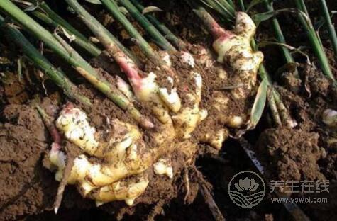 老姜跟這些東西組合，每天一杯，不怕冬天覺得冷