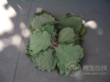 剛采摘回來的粽子葉如何處理？