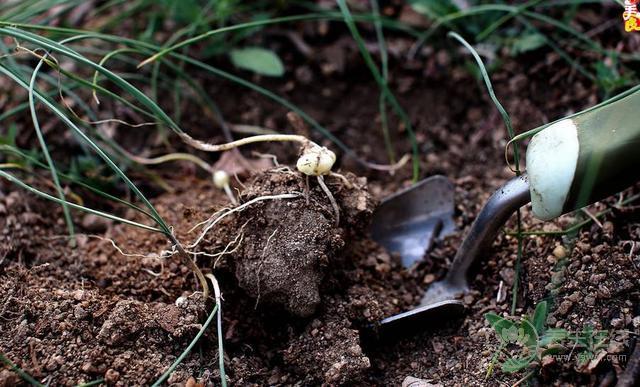 農村這三種野菜，高血壓、酒精肝、動脈硬化的人要多吃！