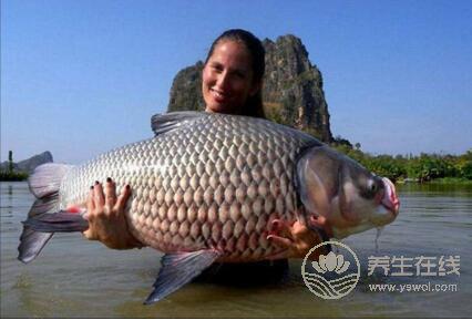 女性吃魚真能減肥嗎？哪些魚類可以減肥？