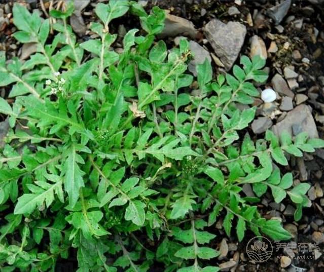 農村這三種野菜，高血壓、酒精肝、動脈硬化的人要多吃！