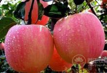 全世界人都愛它  一天吃幾個蘋果最好