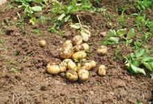 土豆發(fā)芽后還能食用嗎？切掉發(fā)芽部分可以食用嗎