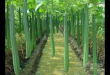 小小絲瓜，竟然有這么多作用