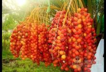 震驚！這物居然抗癌又治性功能低下 椰棗這樣吃更健康