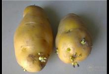 土豆發芽不能吃  土豆跟它放一起就不會發芽了