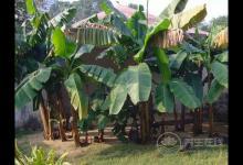 芭蕉和香蕉的區(qū)別?芭蕉和香蕉的識(shí)別方法