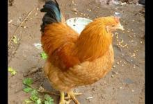 土雞怎么做好吃土雞的做法