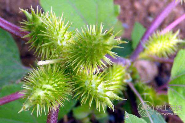 蒼耳子加蜂蜜食用可緩解過敏性鼻炎癥狀 蒼耳子加蜂蜜食用可緩解過敏性鼻炎癥狀