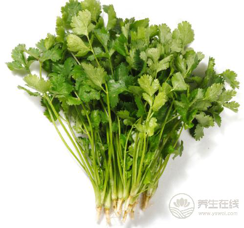 香菜是個寶，健胃消食營養豐富，可惜很多人不愛吃
