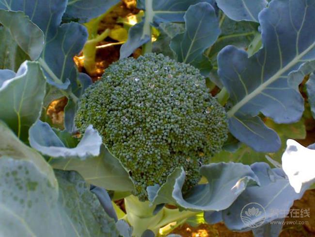 這些食物是幽門螺桿菌的天敵,平時常吃有好處 這些食物是幽門螺桿菌的天敵,平時常吃有好處