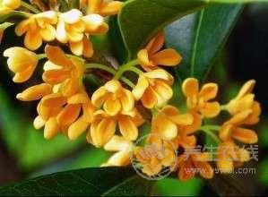 治胃病用桂花泡水 這個小偏方屢試不爽