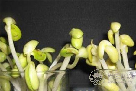 怎么炒黃豆芽會更好吃？常吃黃豆芽好處多多