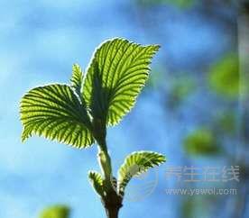 桑葉的功效與作用