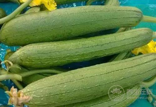 8月份的養生蔬菜有哪些？看看有沒有你喜歡吃的