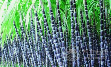 甘蔗不能和什么一塊吃？