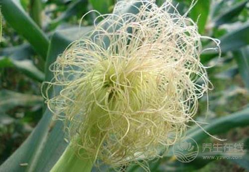 扔掉的玉米須泡水喝，1杯勝過(guò)3副藥