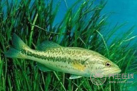 清蒸鱸魚蒸多久比較好？教你如何挑選比較好的鱸魚