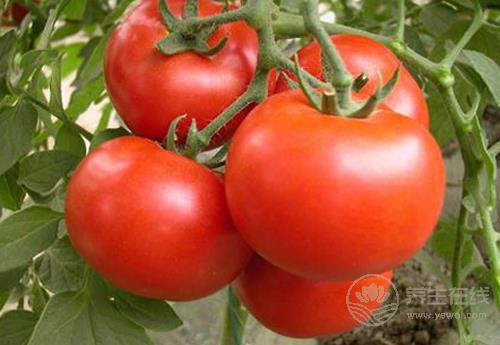 常吃西紅柿，對身體有這些好處
