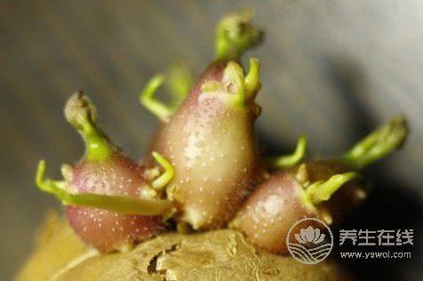 有毒！千萬不要這樣吃的7樣食物