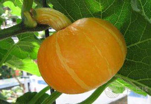 這些瓜，養生作用大，別忘了要多吃