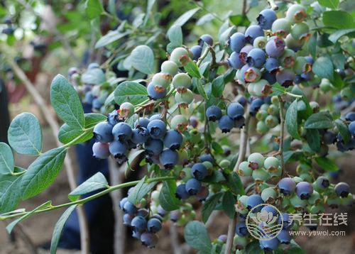 16種食物能健腦、增強(qiáng)記憶力，讓你擺脫健忘