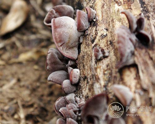 8種食物容易引起中毒，很常見，不懂的人要看看
