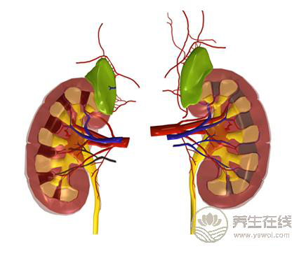 養(yǎng)腎護腎不讓腎氣外泄可多活三十年