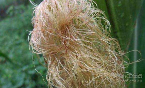 別扔掉玉米須，煮水喝比吃玉米更健康！