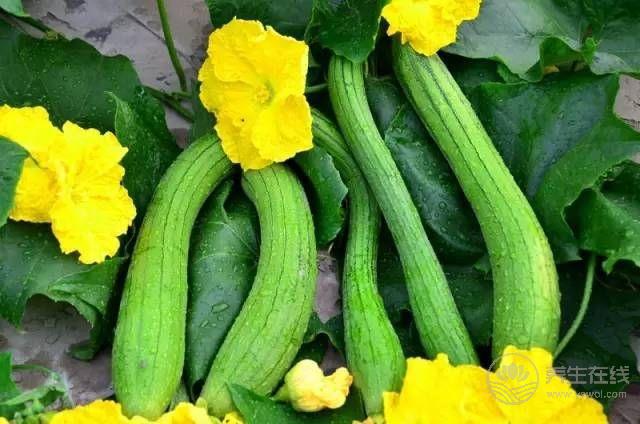 這種瓜可不止能當洗碗布，吃它好處多多