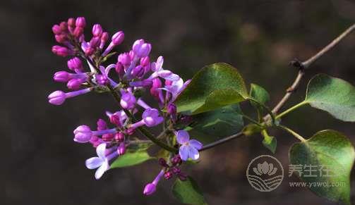 夏天常吃丁香徹底遠離胃病