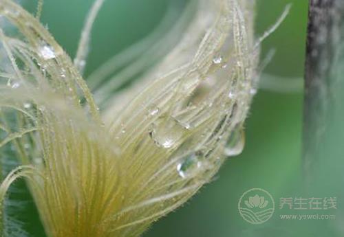 扔掉的玉米須泡水喝，1杯勝過(guò)3副藥