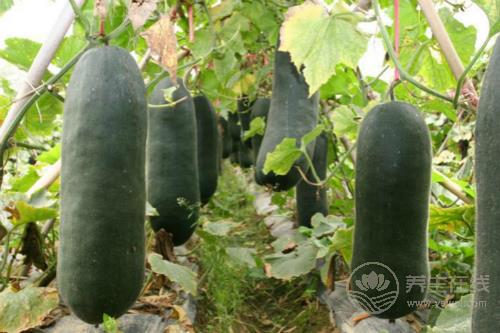 5種減脂食物放心吃，讓你瘦足一整夏！